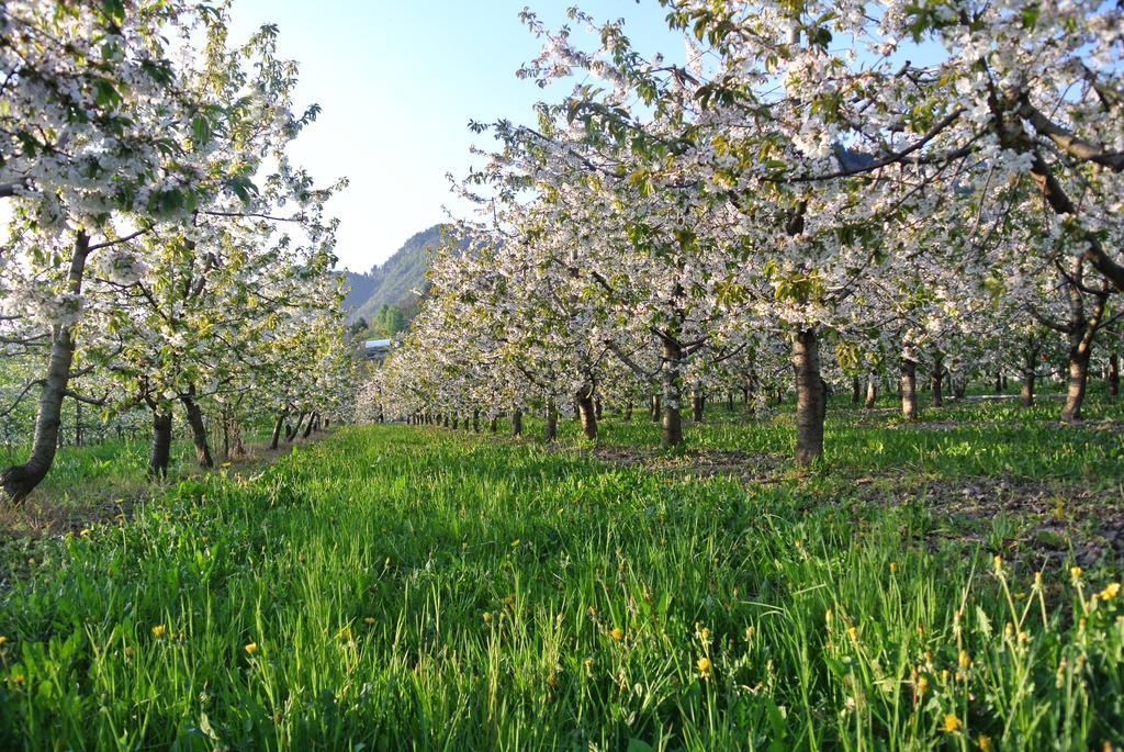 Agriturismo Bortolotti Pergine Valsugana Exterior photo